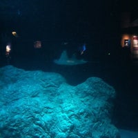 Photo taken at Shark  Exhibit by Leilan M. on 12/28/2012