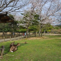 Photo taken at Todai-ji Temple by Anas on 4/4/2024