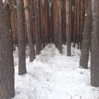 Лужковский лес Орел
