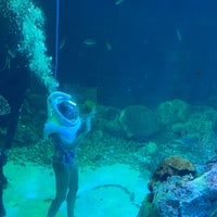 Foto scattata a Aquarium Cancun da Ezequiel P. il 10/4/2021