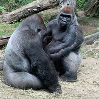 Photo taken at Congo Gorilla Forest by Anna on 8/31/2020