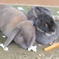 トリアスふれあい動物園 久山町 Da Hayvanat Bahcesi トリアスふれあい動物園 久山町 Da Hayvanat Bahcesi