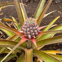 Photo taken at Dole Plantation by Mike M. on 3/8/2024