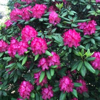 Photo taken at Rhododendron Dell by Chris P. on 5/28/2018