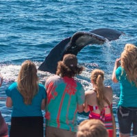 รูปภาพถ่ายที่ Capt. Dave&amp;#39;s Dana Point Dolphin &amp;amp; Whale Watching Safari โดย Capt. Dave&amp;#39;s Dana Point Dolphin &amp;amp; Whale Watching Safari เมื่อ 3/18/2020