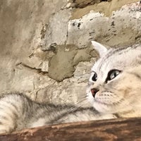Das Foto wurde bei London Cat Village von Ade O. am 8/27/2017 aufgenommen