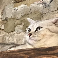 8/27/2017にAde O.がLondon Cat Villageで撮った写真