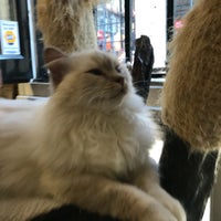 8/27/2017 tarihinde Ade O.ziyaretçi tarafından London Cat Village'de çekilen fotoğraf