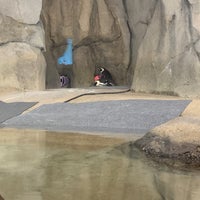 Photo taken at Pritzker Penguin Cove by Beth S. on 12/4/2022