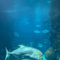 Photo taken at Downtown Aquarium by Dimka on 10/6/2022