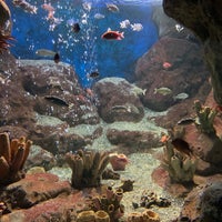 Photo taken at Sochi Discovery World Aquarium by Polina S. on 12/16/2020