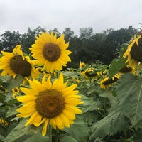 Das Foto wurde bei Sussex County Sunflower Maze von Faith am 9/2/2018 aufgenommen