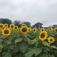 9/2/2018にFaithがSussex County Sunflower Mazeで撮った写真