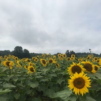 Foto tomada en Sussex County Sunflower Maze  por Faith el 9/2/2018
