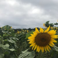 Снимок сделан в Sussex County Sunflower Maze пользователем Faith 9/2/2018