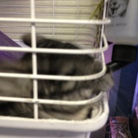 Petland bronx clearance