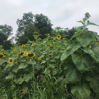 9/2/2018にFaithがSussex County Sunflower Mazeで撮った写真