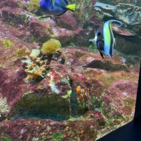 7/6/2019 tarihinde Elena B.ziyaretçi tarafından Aquarium de Vannes'de çekilen fotoğraf
