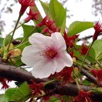 Photo taken at Aoyama Cemetery by fulxus on 4/11/2015