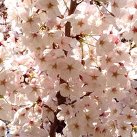 青山公園 南地区 六本木 4 Tavsiye 青山公園 南地区 六本木 4 Tavsiye