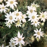 Flower Market 花市場 代々木上原店 西原 東京 東京都 79人の訪問者 から 2個のtips 件 Flower Market 花市場 代々木上原店 西原 東京 東京都 79人の訪問者 から 2個のtips 件