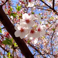 Photo taken at Aoyama Cemetery by fulxus on 4/9/2015