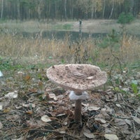 Photo taken at Лесное озеро by Сергей Р. on 10/19/2012