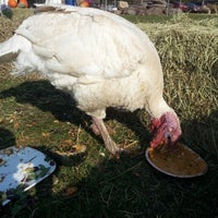 Photo taken at Woodstock Farm Animal Sanctuary by Evan O. on 10/14/2012