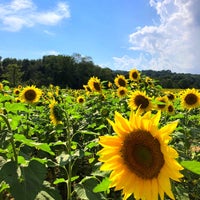 Foto scattata a Sussex County Sunflower Maze da Gülen Y. il 9/7/2018