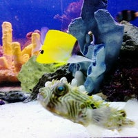 Foto diambil di A World of Fish oleh Alation S. pada 12/27/2012