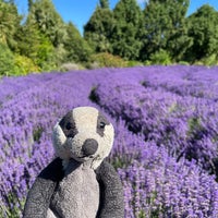 Photo taken at Wanaka Lavender Farm by Laura D. on 1/3/2024
