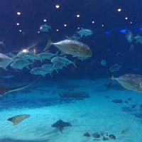 Foto tirada no(a) Georgia Aquarium por Jennifer D. em 5/20/2016