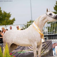 Photo prise au Tripodi Arabians par Tripodi Arabians le10/24/2016