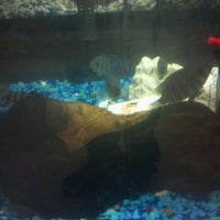 emerald black shampoo