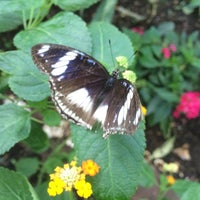 Photo taken at Butterfly World Project by Adam C. on 8/16/2014