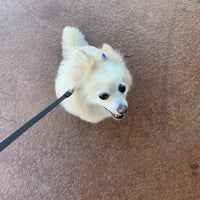 pampered pet salon and boutique