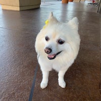 pampered pet salon and boutique