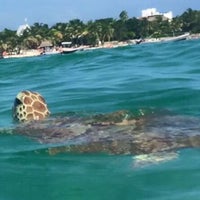 48+ Beach Secrets Akumal Riviera Maya Gif