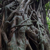志戸子ガジュマル公園 屋久島町志戸子