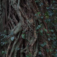志戸子ガジュマル公園 屋久島町志戸子