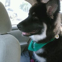 Barking Hound Village Lofts Poncey Highland 5 Tips [ 200 x 200 Pixel ]