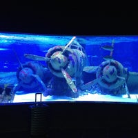 3/14/2013 tarihinde Fevzi T.ziyaretçi tarafından Antalya Aquarium'de çekilen fotoğraf