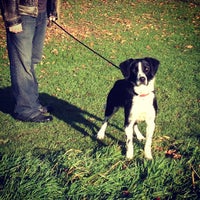 border collie trust rugeley