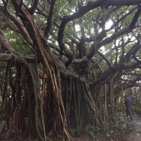 志戸子ガジュマル公園 屋久島町志戸子 志戸子ガジュマル公園 屋久島町志戸子
