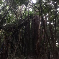 志戸子ガジュマル公園 屋久島町志戸子 志戸子ガジュマル公園 屋久島町志戸子