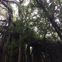 志戸子ガジュマル公園 屋久島町志戸子 志戸子ガジュマル公園 屋久島町志戸子
