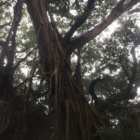 志戸子ガジュマル公園 屋久島町志戸子 志戸子ガジュマル公園 屋久島町志戸子