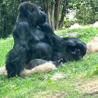 Photo taken at Gorilla Exhibit by Eddie L. on 5/14/2023