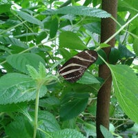 Photo taken at Butterfly Exhibit by Cesar B. on 9/16/2012