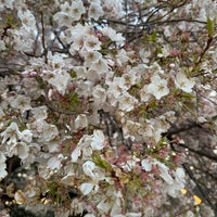 Photo taken at Cherry Blossoms by Mónica C. on 3/25/2024